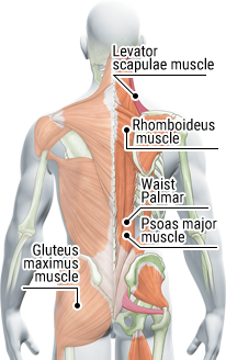 Mięśnie pleców i pośladków
